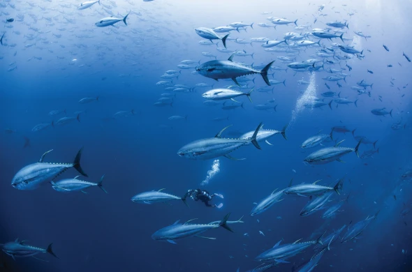 تأثير تغير المناخ على مصايد الأسماك وتربية الأحياء المائية