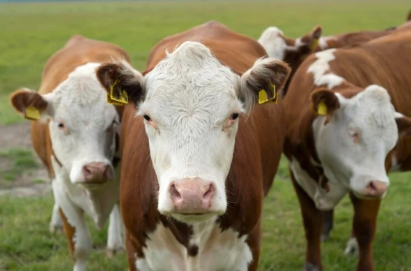 استراتيجيات تغذية الماشية الذكية