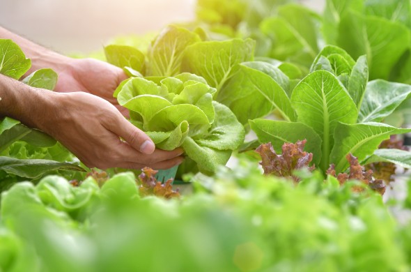 Key Trends in UAE & Saudi Arabia Organic Farming Market for Business Growth