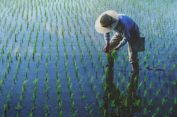 Essential Steps to Achieve Food Security Using Southeast Asia’s Crops
