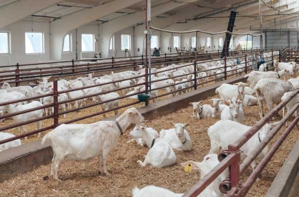 Challenges and Solutions for Livestock Management in the UAE