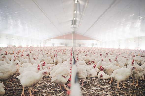 Innovation Drives Efficiency and Sustainability in the UAE Poultry Sector
