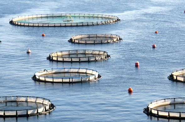 ثمانية فوائد لمزارع تربية الأسماك المستدامة مع