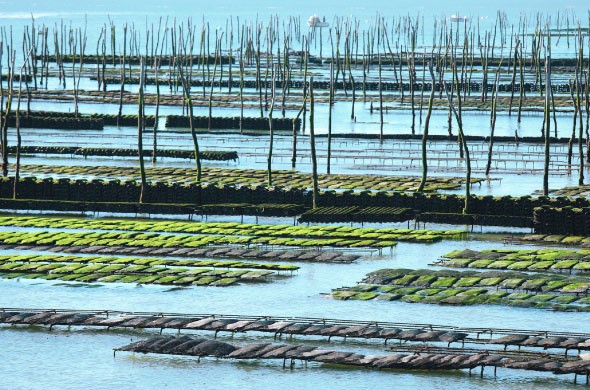 Industrial Agriculture and Aquaculture in Saudi Arabia, UAE & MEA