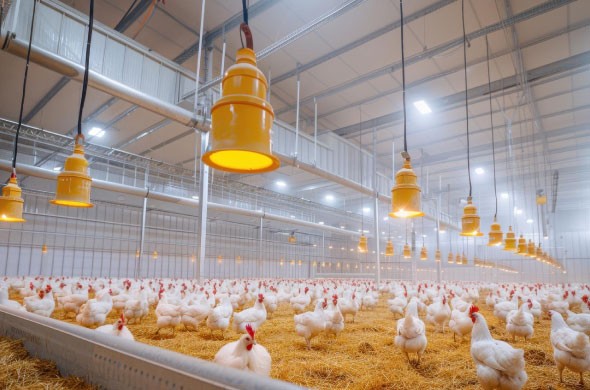 The Role of Technology in Modern Poultry Farming