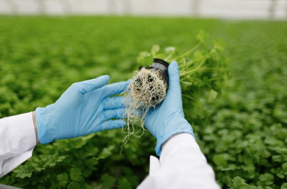 The Future of Fertilizers: Innovations for Better Crop Nutrition