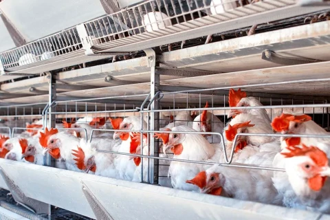 Livestock & Poultry Farming